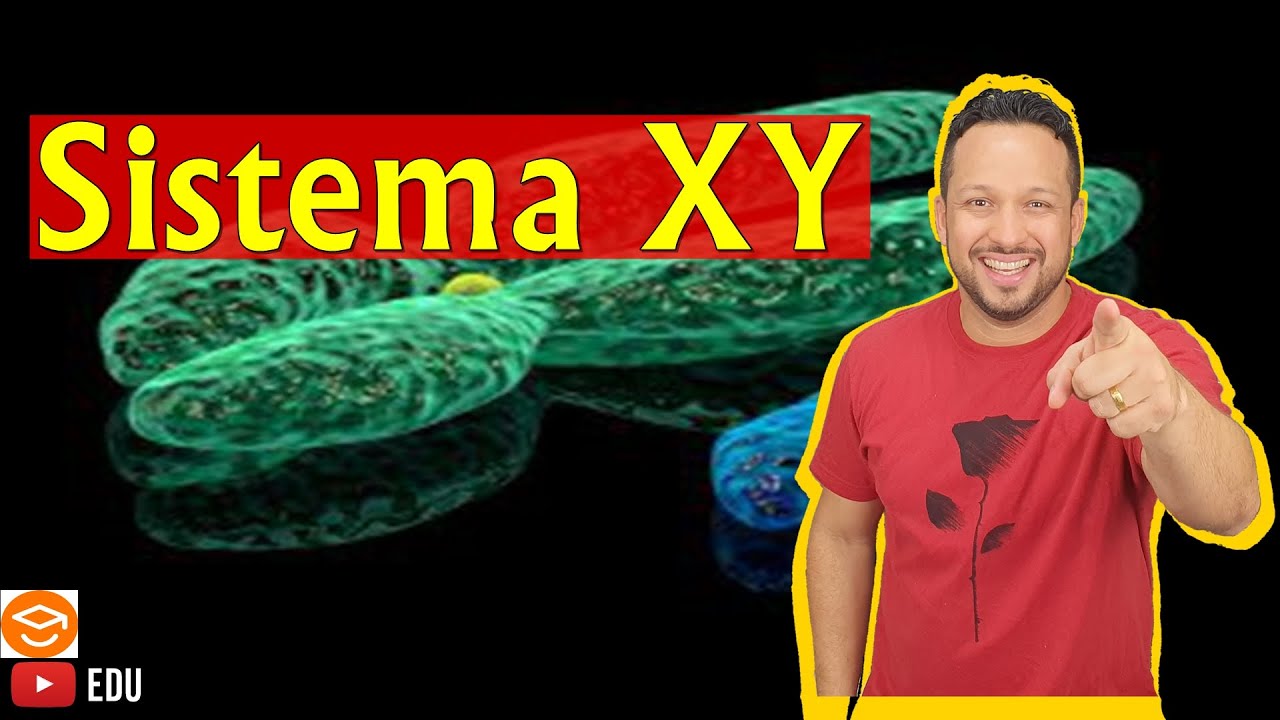 Sistema XY - Determinação do Sexo - Sistemas Sexuais - Genética