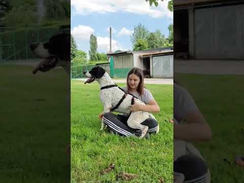 Video di MATISSE