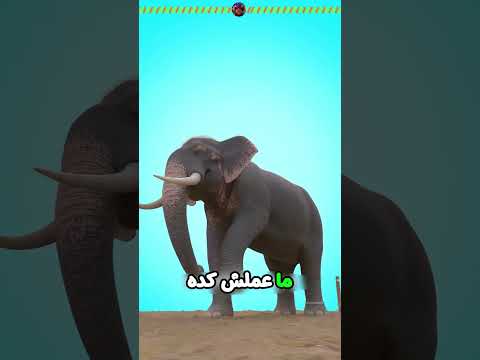مستحيل😱أقوى حيوان يرضى بالذل🐘💀 #الحكيم_زعتر