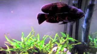 Mes deux Oscars - My Oscar Fish