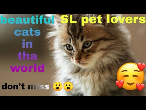 Most beautiful cats in tha world 2020 | beautiful cats photo ලොකයේ ලස්සන පුසන්ගෙ පින්තුර ඔයලත් බලන්න