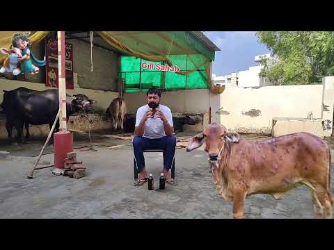 Skin disease treatment for cow
