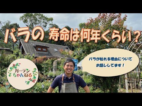 バラの根元に雑草対策として何を置くか？  庭園