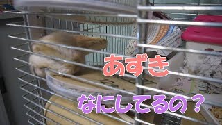 あずき(3F)ジャンガリアンハムスター