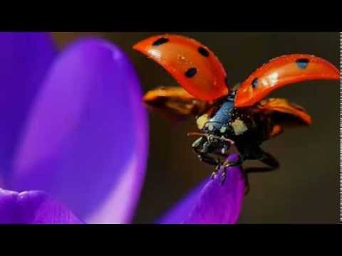 Shot Of Love - Krokus