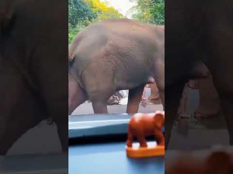 อีกตัวเฝ้าดูอยู่ไม่ห่าง🥰