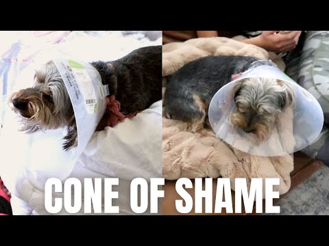 SCARY PHONE CALL FROM THE VET | OUR POOR DOG HAS TO HAVE HIS TAIL AMPUTATED😱