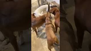 Video preview image #1 Mutt Puppy For Sale in San Diego, CA, USA