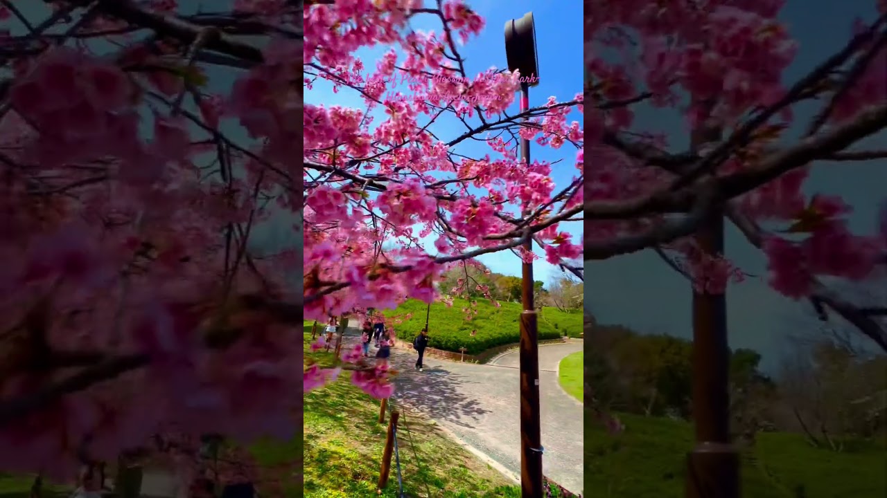 Hoa Đào đầu mùa tại Odai Park-Higashiura-Aichi-Japan