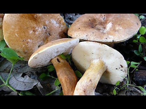 Kestenov vrganj - Gyroporus castaneus