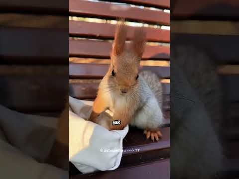 The Squirrel That Waits Every Day ❤