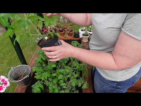 Planting tomater i drivhuset Del 2