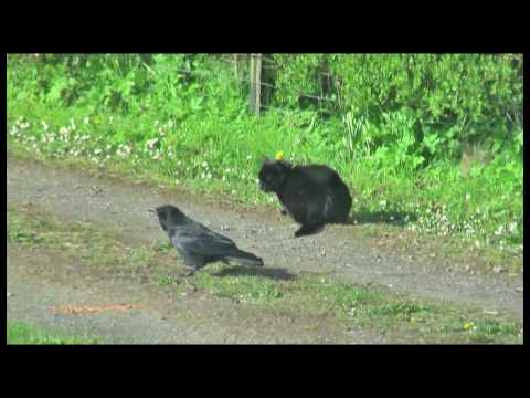 Who said birds are afraid of cats?