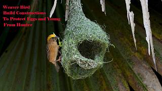 Download lagu Amazing Work Of Weaver Bird Build Nest 🥰 Bird Build Beautiful Home Part 90 mp3
