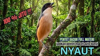 Download lagu MASTERAN KICAU BURUNG CENDET GACOR JUARA PANCINGAN PIKAT BUNYI FULL ISIAN mp3