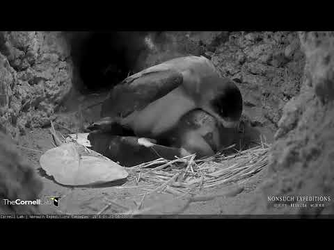 Bermuda Cahows Copulate In Nesting Burrow – Jan 23, 2017