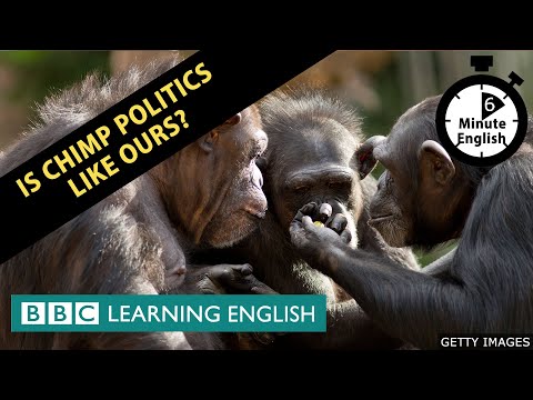 チンパンジーの政治は私たちと同じ？- 6分でわかる英語 (Is chimp politics like ours? - 6 Minute English)
