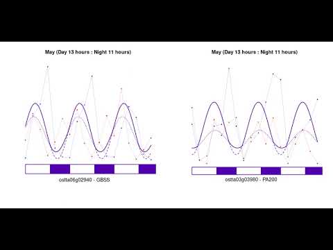 Emergence of two peaks gene expression patterns as a consequence of seasonal day shortening