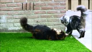 Norwegian forest cat and a Maine Coon