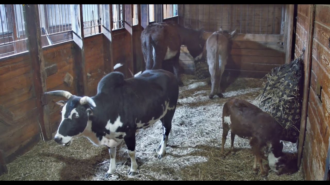 Live webcam view of Goldy's Farm Barn Cam