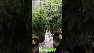 Don&#39;t Worry, It&#39;s Not Dead Yet - How to Fix Underwatering &amp; Drought Quick