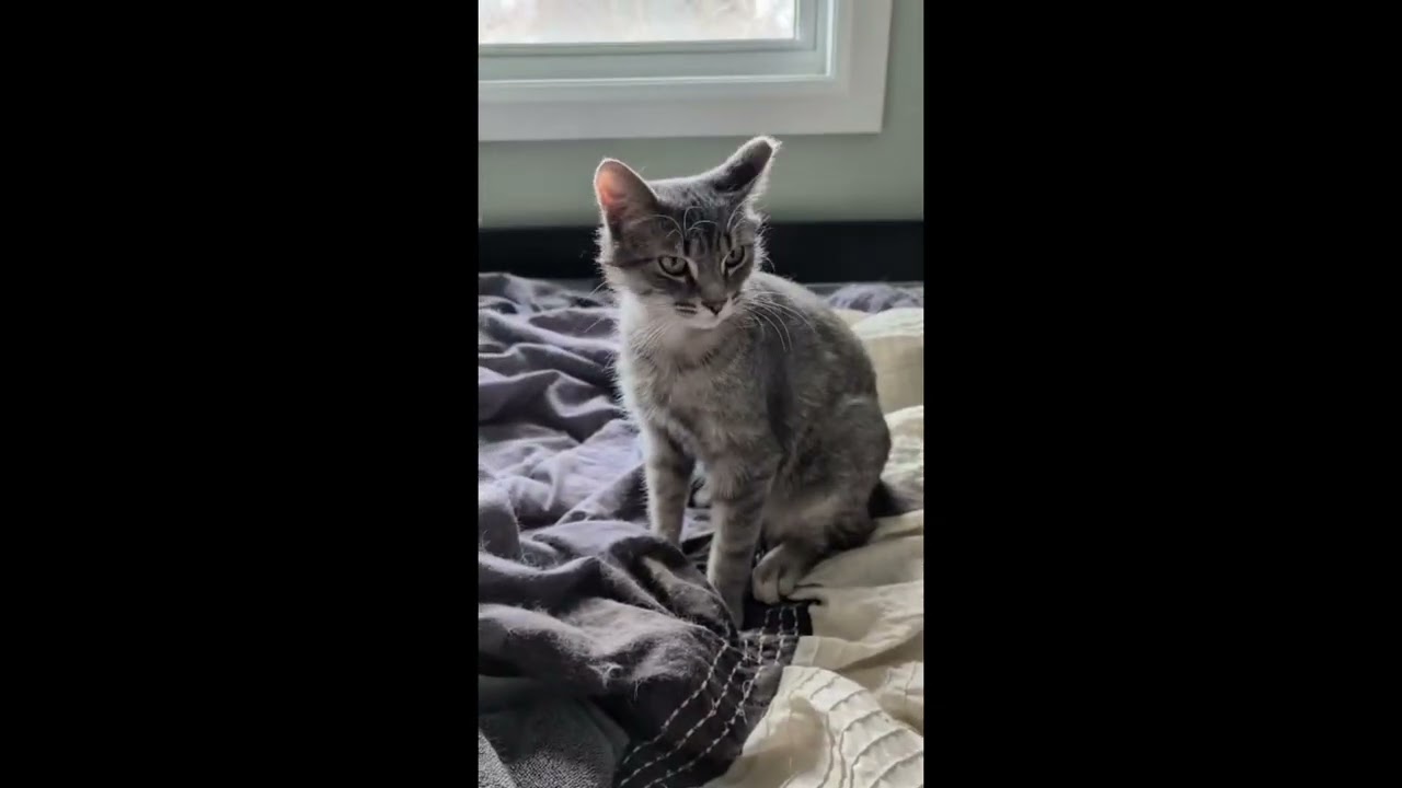 Hero, a ADOPTABLE mixed breed in Brampton, ON video 6/6
