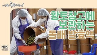 [나는농부다 218회] 돌배 수확 후 돌배 발효액 만들기