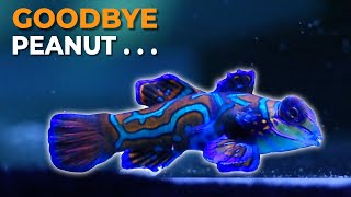 Rest In Peace Sweet Baby Mandarin & 76-day Fallow Period to Treat Velvet Disease | Blue Reef Tank