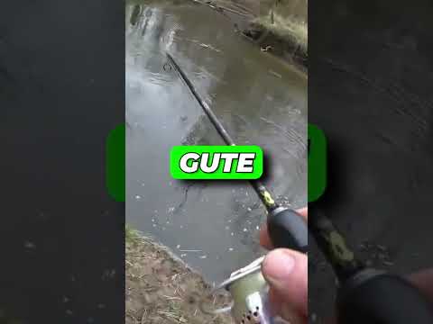 Schöne Forelle aus dem Bach gezogen | Forellenzeit 2023