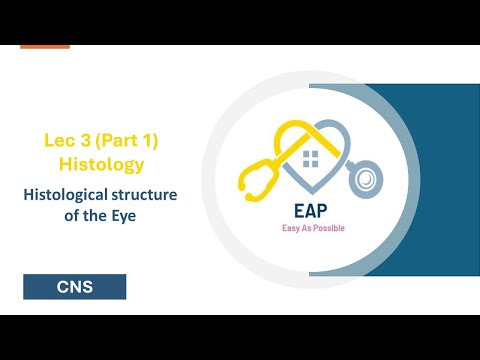 L3 part 1 - Histo - Histological structure of the eye - CNS 42