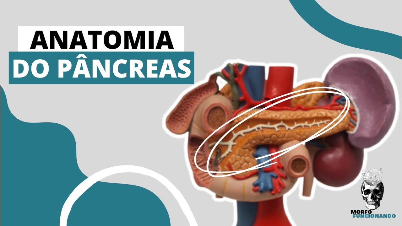 ANATOMIA DO PÂNCREAS (ÓRGÃOS ACESSÓRIOS OU ANEXOS AO TGI) #8