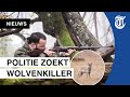 Wolf blijft in Nederland: 'doodschieten is zinloos'