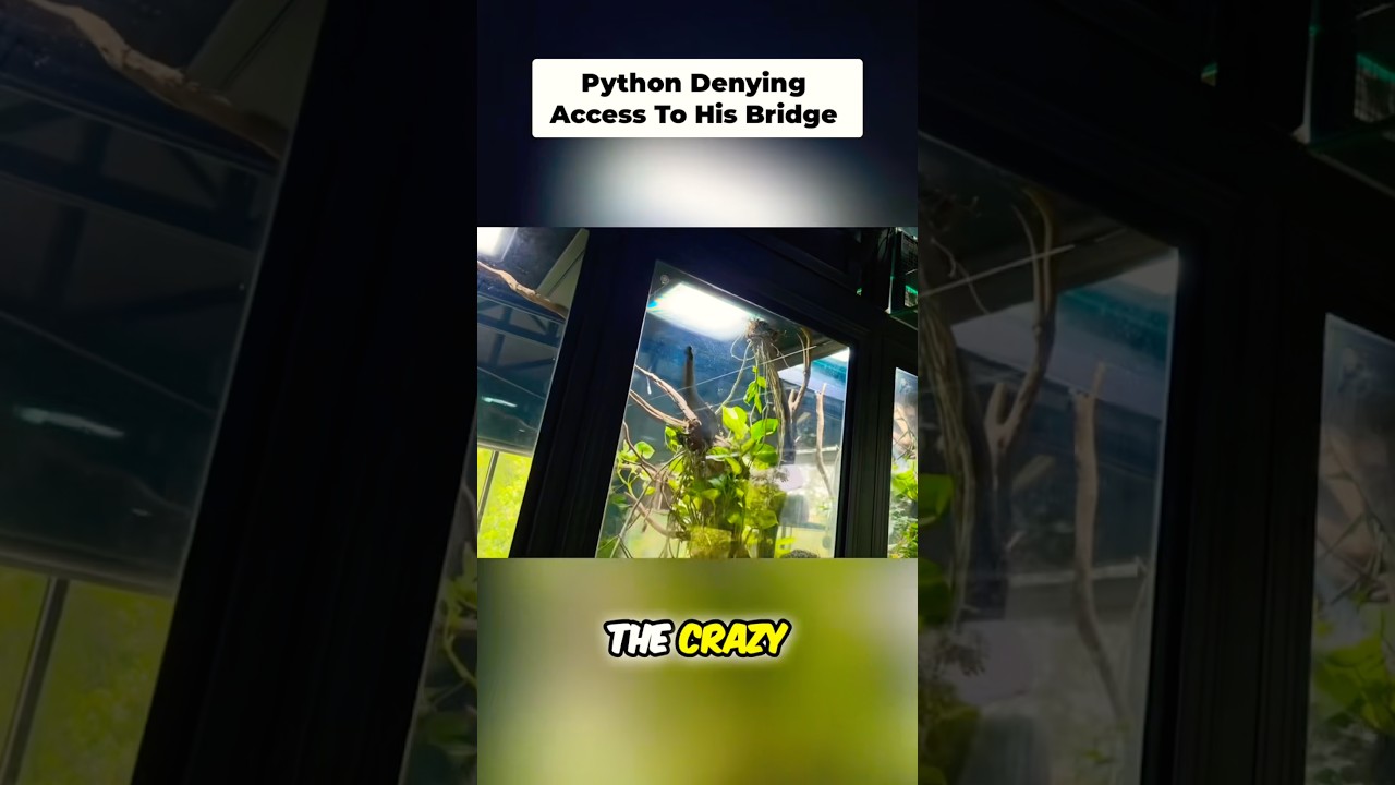 Such a CRAZY Insane Set Up AntsCanada Has! Did You Watch The VLOG? 🤔🐍