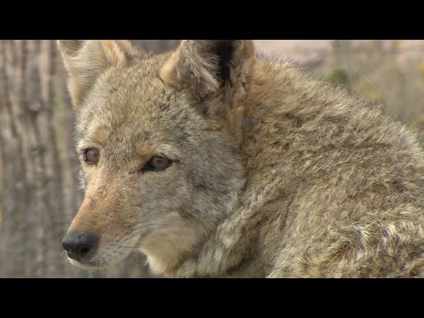 Coyote mating season underway in Arizona | FOX 10 AZAM