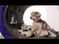 Crufts 2015- Samsung Dream Doghouse - YouTube