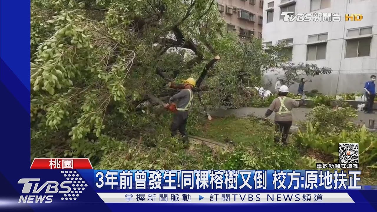 中原大學「颳7級強風」路樹瞬間倒 險砸學生