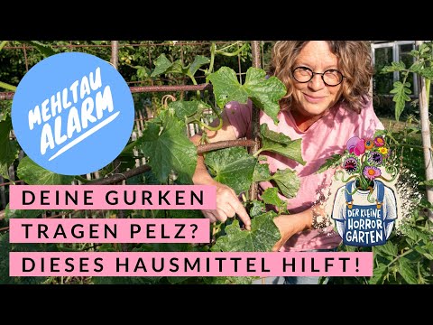 , title : 'Mehltau an Gurken - dieses Hausmittel hilft garantiert'