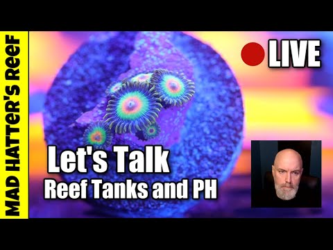 Let's Talk Reef Tanks and Answer a Question Surrounding PH
