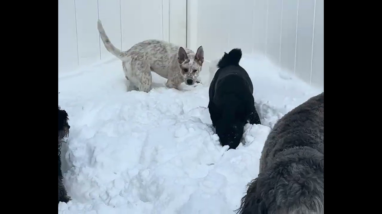 Alice, a ADOPTABLE mixed breed in Southport, CT video 3/5