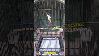 Download lagu CENDET RECARE GACOR BONGKAR ISIAN #cendet #cendetgacor #cendetmania mp3 Download lagu CENDET RECARE GACOR BONGKAR ISIAN #cendet #cendetgacor #cendetmania mp3