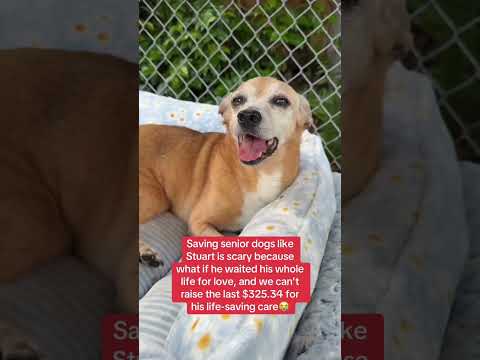 Can you help our rescue dogs⁉️🥺Link in our bio🫶 #amazon #rescuedog #chihuahua #shelter #florida