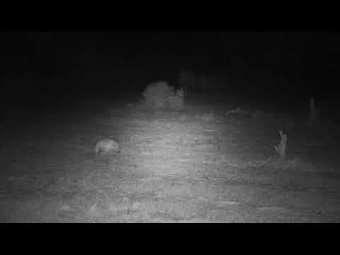 Djuma: Lone Hyena blind in right eye - 01:28 - 10/06/21