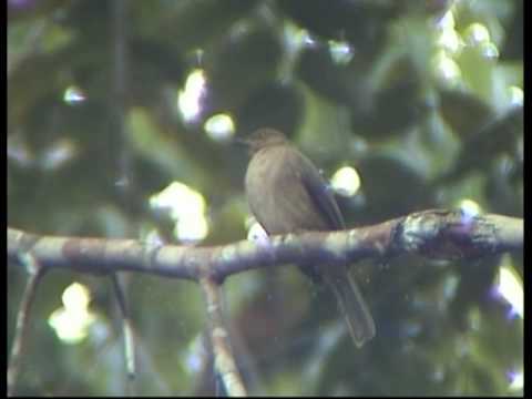Bulbul červenooký (Pycnonotus brunneus) — spev a hlas v prírode