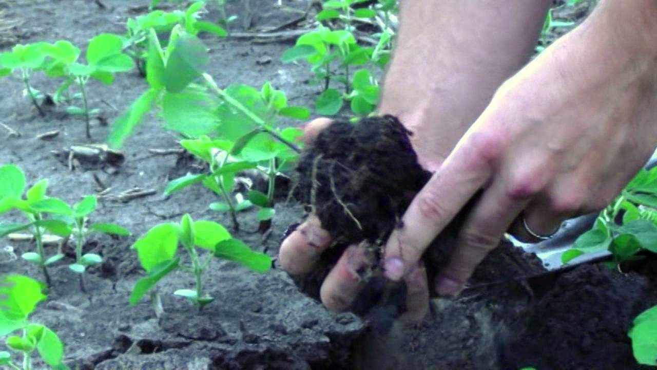 Early Season Soybean Evaluations