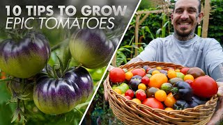 10 tips to grow tomatoes in raised beds