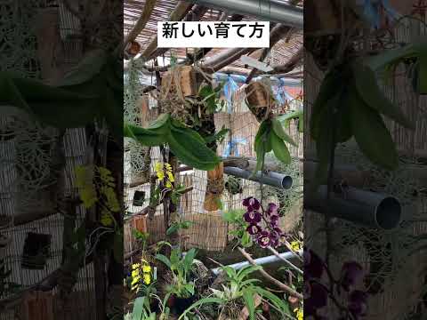 冬に蘭の世話をするにはどうすればよいですか？力強く成長するための5つの重要なステップ  庭園