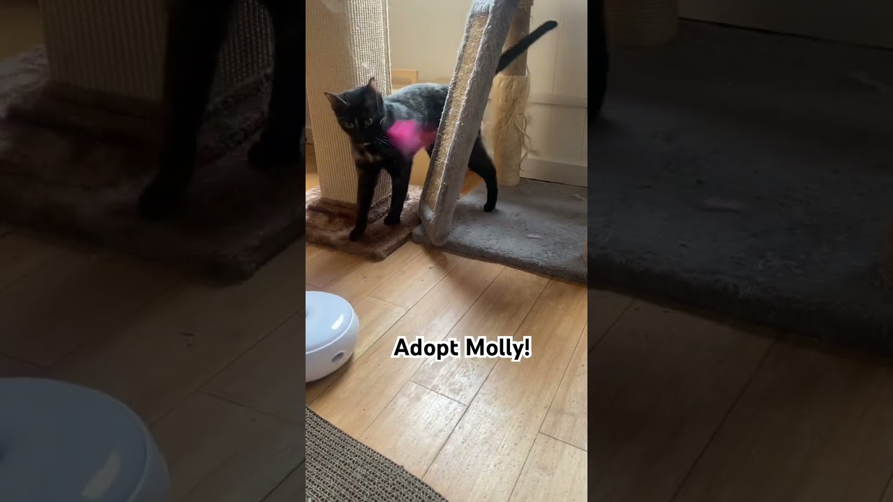 Enlarge Molly, an adopted mixed breed in Benicia, CA video 6/6