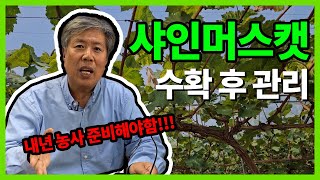 샤인머스캣 ! 내년 농사 지금 준비해야 안 늦습니다. 수확후 관리 알려드립니다