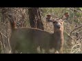 Sambar Hunt 28 04 2021