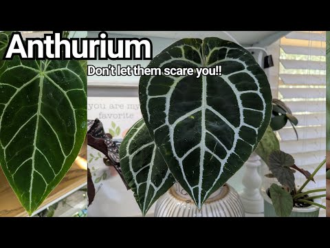 Houseplant Collection Genus #1- ANTHURIUM- Don't be afraid of them!!! #anthurium #plants #hobbies